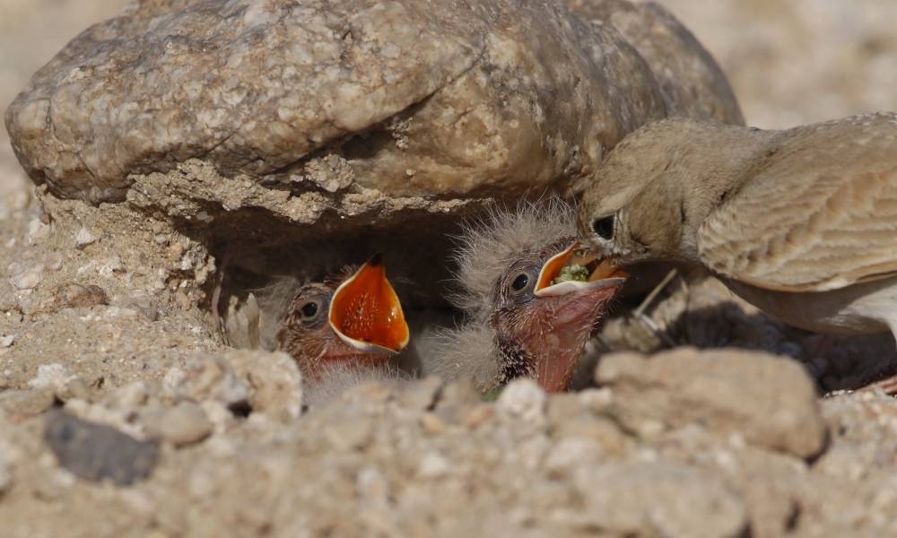 طائر حمرة مع صغارها في العش	