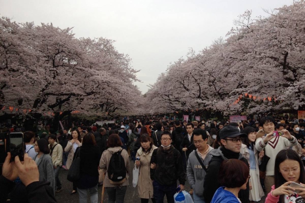  جمهور غفير في أحد حدائق طوكيو لمشاهدة تفتح أشجار زهرة الكرز 